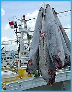 Frozen at Sea - Longliner boats