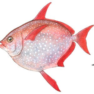 Opah