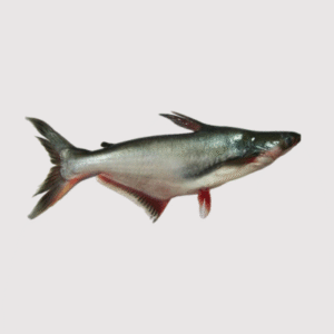 Pangasius Swai en 1 kg