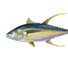 Yellowfin Tuna