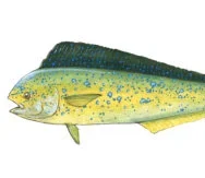 Mahi-Mahi